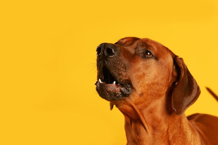 Почему собака лает, виды и причины лая, советы владельцам
