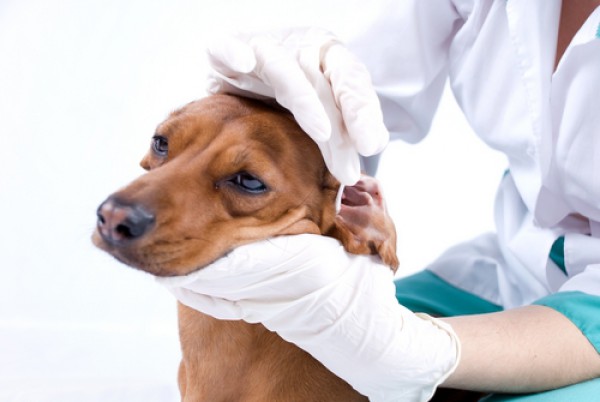 Самые частые ушные болезни у собак