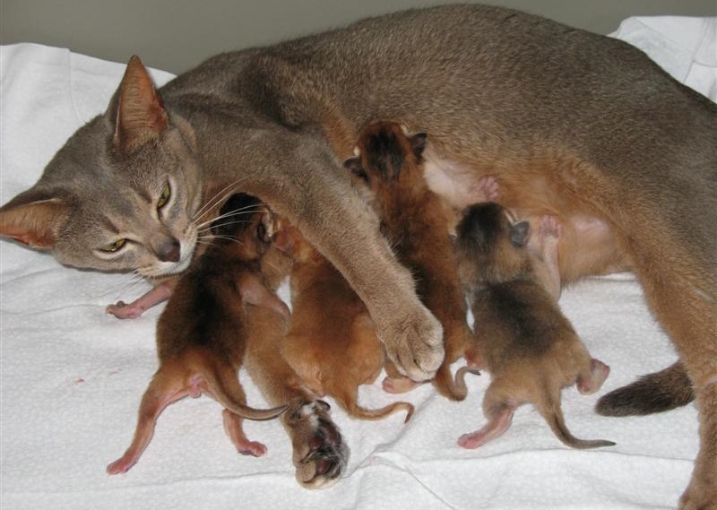 Как выглядят новорожденные вислоухие котята