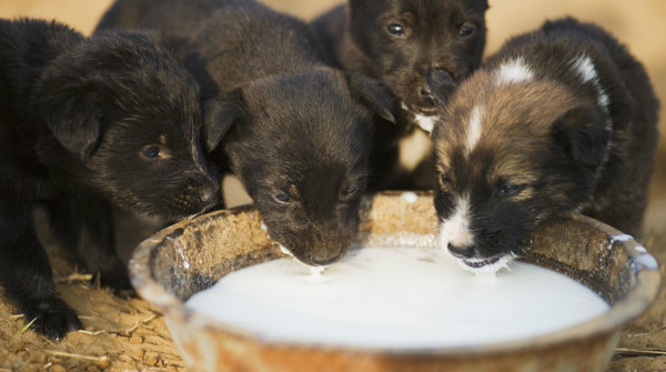 Можно ли давать молоко собакам и как правильно это делать?
