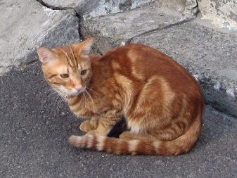 Европейская короткошерстная (кельтская) кошка