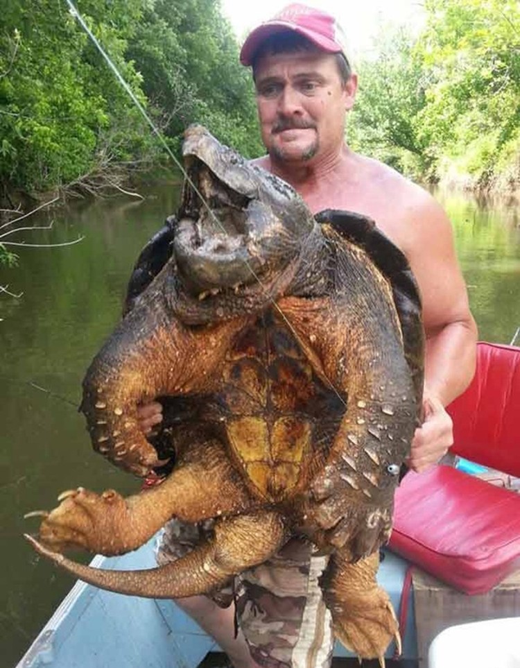 Бахромчатая черепаха