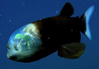 В океанских глубинах живет рыба с человеческим лицом