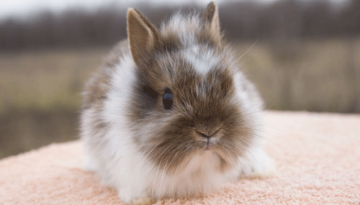 Декоративный кролик. особенности содержания декоративных кроликов в домашних условиях