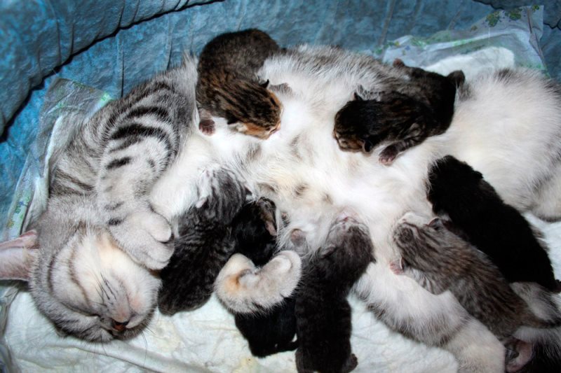 Как выглядят новорожденные вислоухие котята