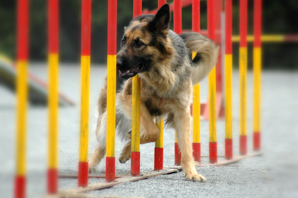 Аджилити для собак: снаряды, соревнования и породы