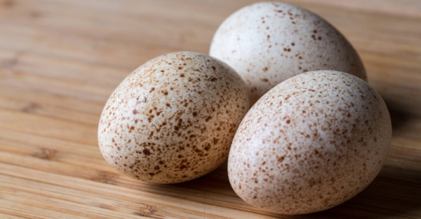 Яйцо индейки против куриного яйца - Яйцо индейки