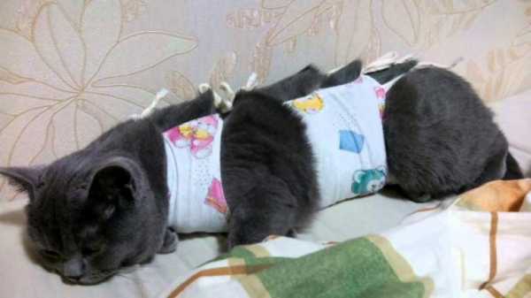 После стерилизации у кошки на животе шишка: причины, способы лечения