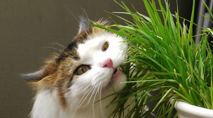 Зачем кошки и коты едят траву?