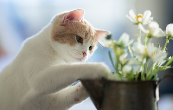 Рекомендации любителям животных: стоит ли заводить котёнка или кошку