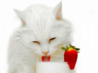 Порода ангорская кошка- кошка благородных кровей