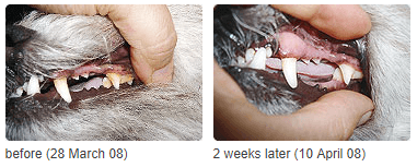 Зубной камень у собаки: способы удаления