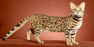 Леопардовая кошка