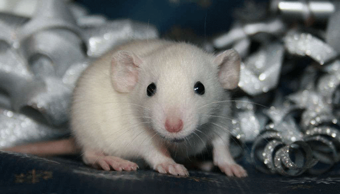 Сколько лет живут крысы