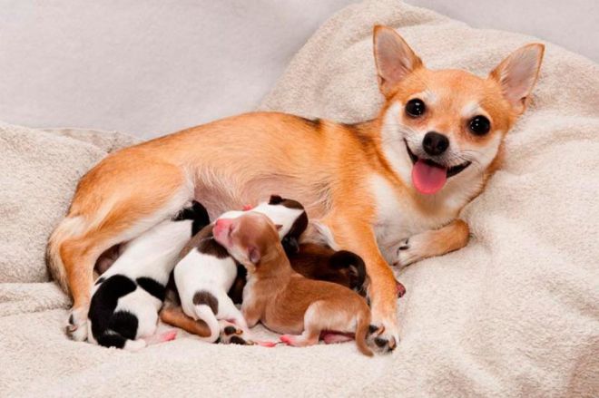 Ложная беременность у собак
