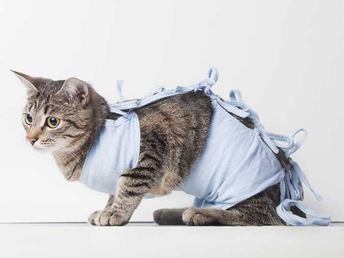 После стерилизации кошка просит кота: нормально ли это и что делать