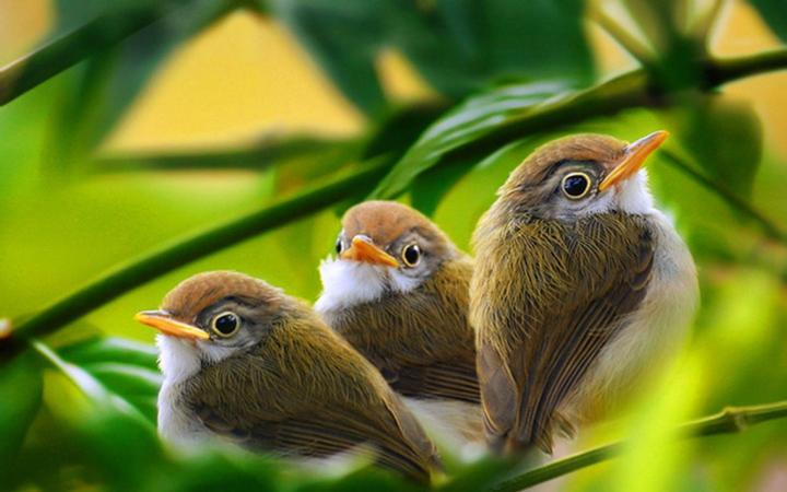 Удивительные факты о птицах