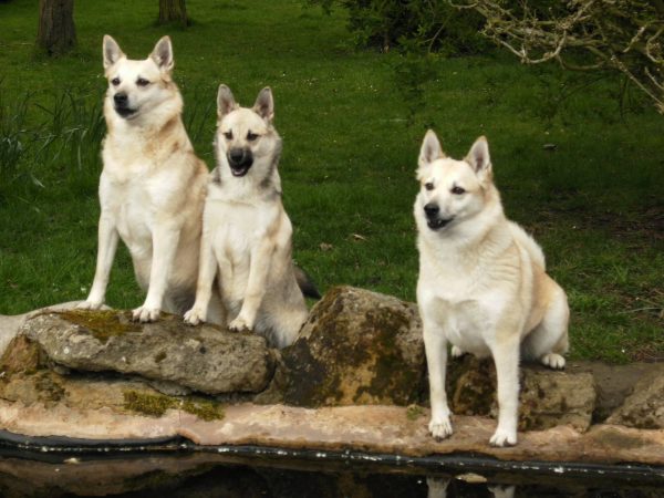 Характеристика собак породы норвежский элкхаунд с отзывами и фото