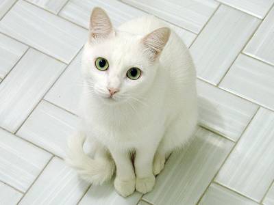 Белая кошка: обзор пород со снежным окрасом