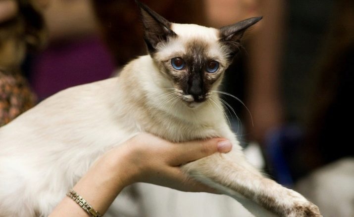 Балинезийская кошка. описание, особенности, уход и цена за балинезийской кошки
