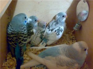 Волнистый попугай уход и содержание в домашних условиях