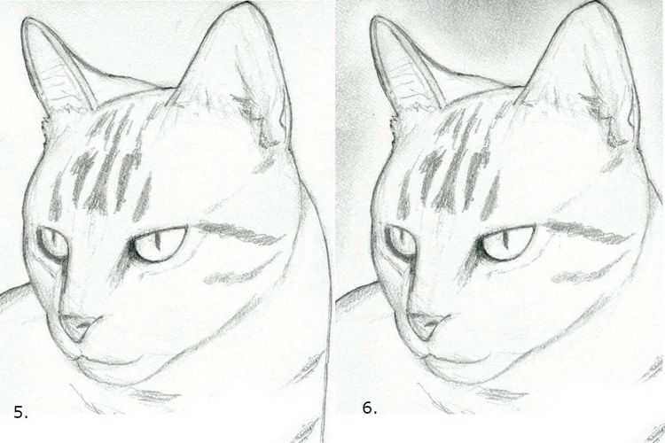 Как нарисовать мордочку кошки