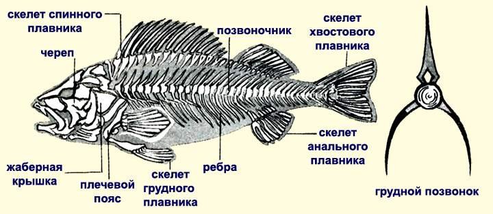 Рыба с красными плавниками: название, описание, фото