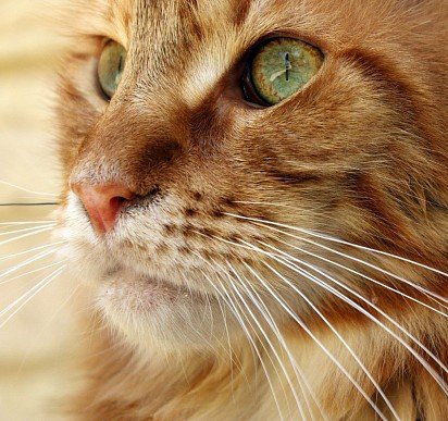 Порода кошек мейн-кун