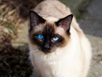10 интересных фактов о сиамских кошках