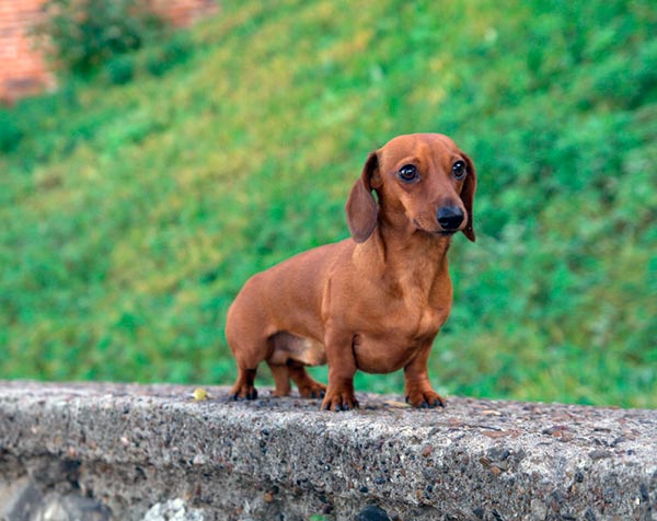 Как выглядит рыжая такса: фото собак, внешнее описание, возможные размеры и разновидности по типу шерсти