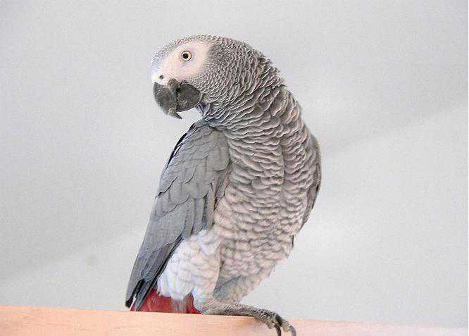 Почему попугаи могут разговаривать: раскрытие птичьих секретов. обучение «разговору» волнистого попугая