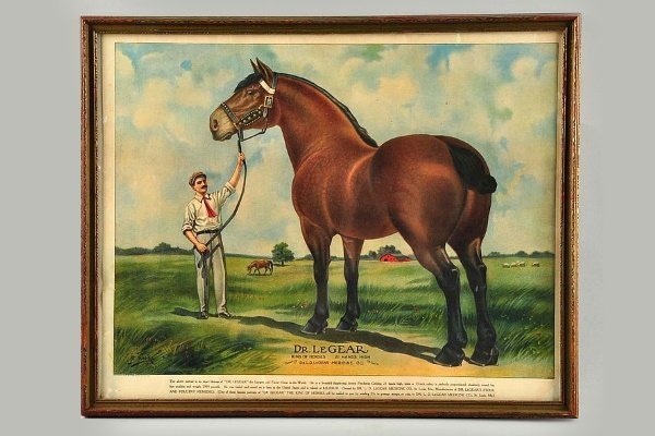 Лошади шайр: описание и характеристики. породы лошадей