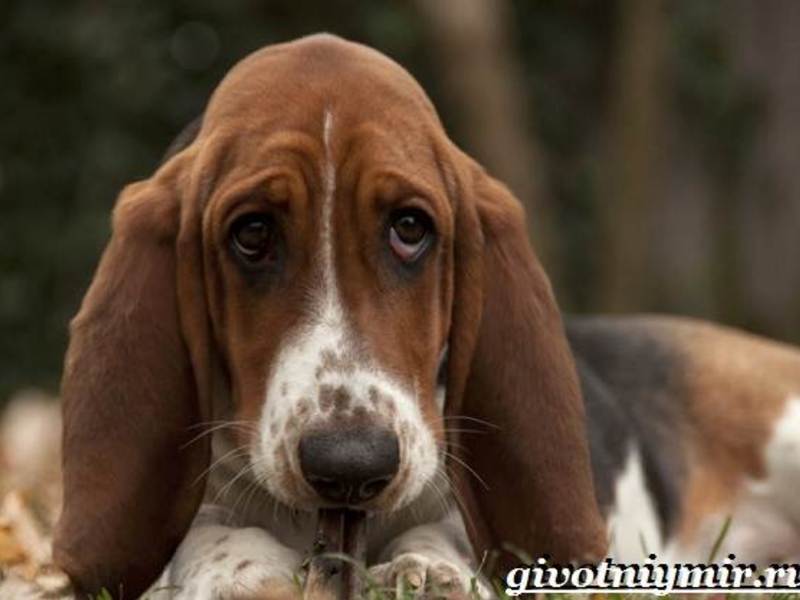 Порода собак с большими ушами