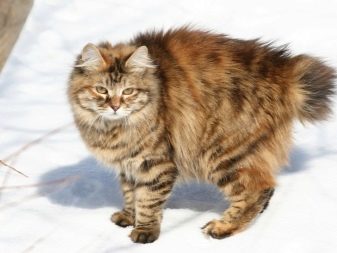 Кошки бобтейл: характеристика, окрасы и уход