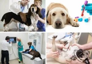 Гастроэнтерит у собак: симптомы и лечение