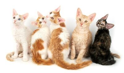 Описание породы кошек лаперм и различия длинношерстной и короткошерстной разновидности