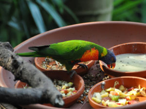 Образ жизни и содержание попугая лори