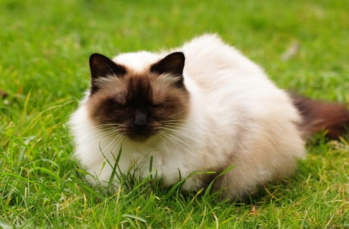 Необычные окрасы шотландских кошек: особенности расцветок для разных видов породы
