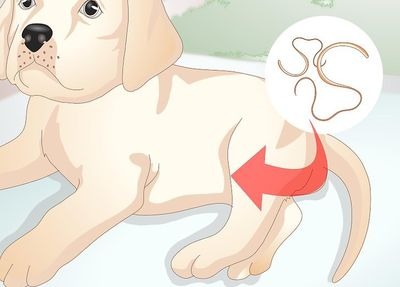Глисты у собак: симптомы, лечение и профилактика