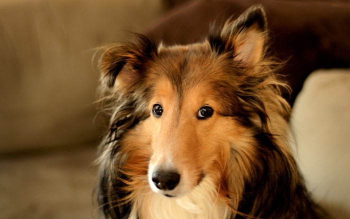 Уход за собакой после стерилизации: советы ветеринара