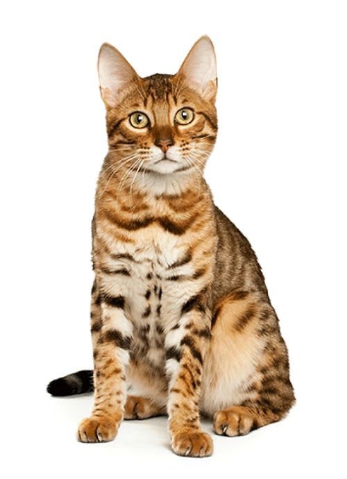 Кошки с большими ушами и вытянутой мордой: фото, названия пород
