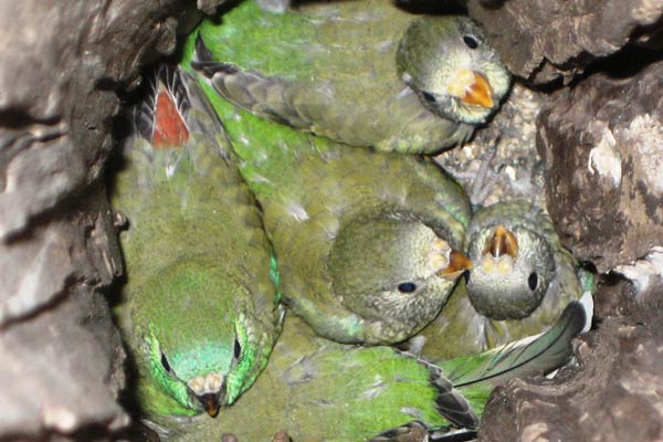 Как происходит спаривание у волнистых попугаев