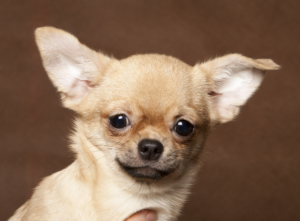 Подробная характеристика и описание особенностей щенков породы чихуахуа. что нужно знать о собаке перед покупкой?
