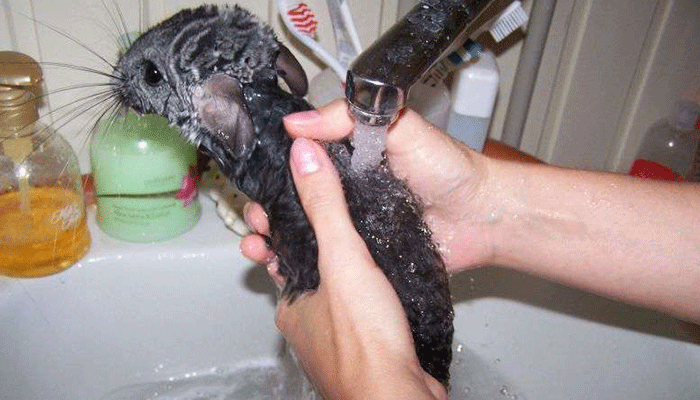 Как правильно купать и мыть шиншилл