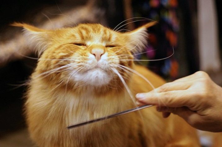 Стрижка котов - как подстригать котов дома? виды стрижек для кошек
