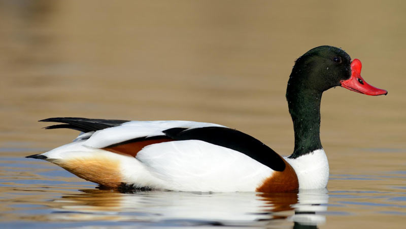 Редчайшая выхухоль в опасности - топ-5 самых редких животных и птиц нижегородской области (фото)