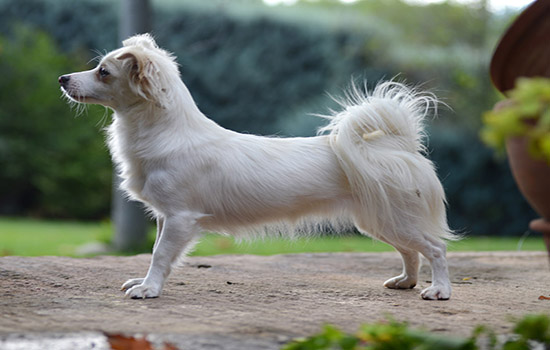 Алопекис (маленькая греческая собака)