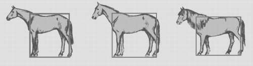Общая анатомия лошади