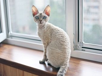Немецкий рекс кудрявый кот с безупречным характером