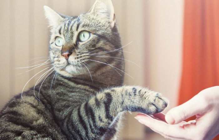 Как приручить дикую кошку или котёнка к своим рукам